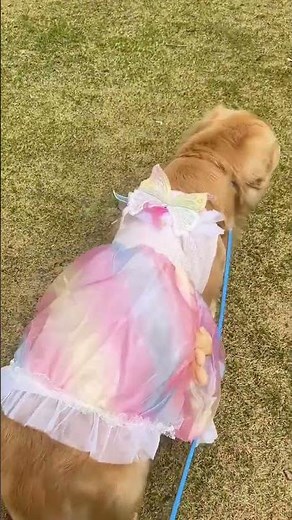 Unleash Your Fairy Princess: The Barbie 7-Color Butterfly Dress Unboxing