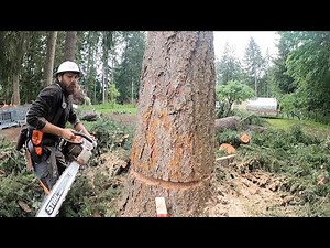 Cutting Down a Couple Fir Trees 🪓🌲