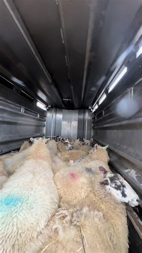 Sheep Arrival at Bentham Auctions Market