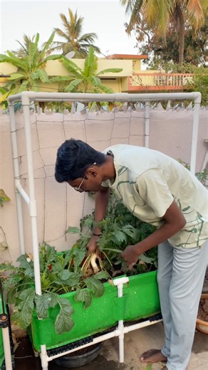 From seeds to harvest. Complete process of growing radish 🫜.