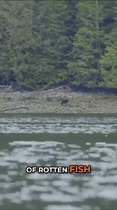 Not all bears taste the same, but most of them taste damn good. Most of them... | MeatEater