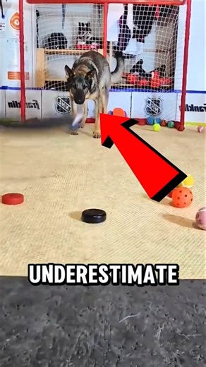 What Happens When You Challenge a Highly Trained Police Dog? 😲😱