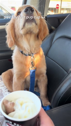 First Pup Cup Experience for My Golden Retriever