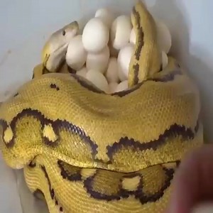 Harvest python eggs and bring them back to the incubator. | Geographical Beauty