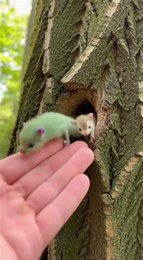 Tiny Rainbow Mice Living in a Tree🥰😍🌴