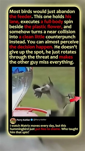 The Matrix Hummingbird Dodges A Collision! 🐦 #Hummingbird #Birds #Nature
