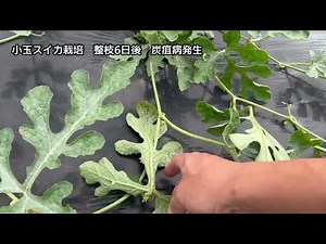 小玉スイカ栽培 病気の対策