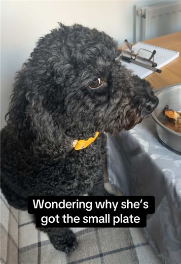 Cocapoo's Hilarious Side Eye During Dinner