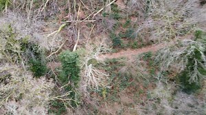 So many trees to clear from coastal paths on Exmoor - The team are working hard to get through it all! | Exmoor National Park