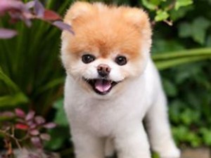 Netizens mourn passing away of ‘Boo’, world’s ‘cutest dog’