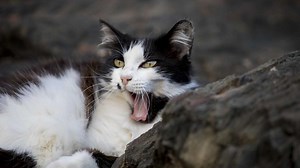 Katerstimmung adé! Die zehn besten Katzenwitze zum Miauen lustig