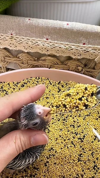 Sweet Baby Cockatiel Enjoys Liquid & Soft Food Like a Tiny Baby.