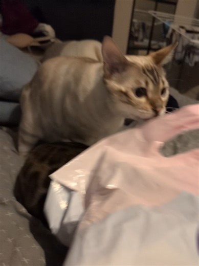 Blanco always with the shenanigans 😓 #bengal #cute #cat