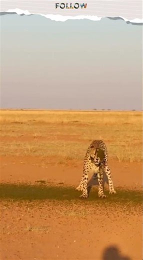 Cheetah chased, hippo farted, nature wins, ego loses safari moment