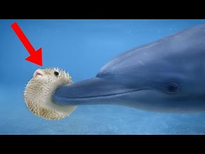 10 Strangest Unexplained Animal Behaviors In Nature