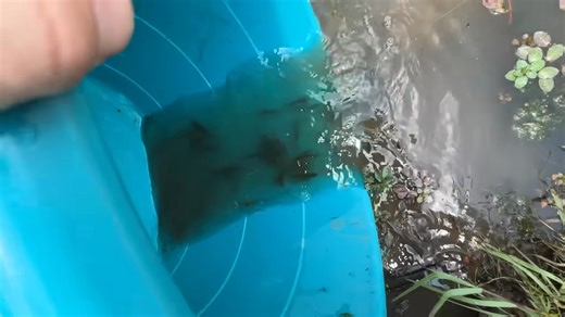 7.8K views · 306 reactions | This Cow Was Away From the Herd, Then She Took Us to… - Cross Timbers Bison | Cross Timbers Bison Fans | Facebook