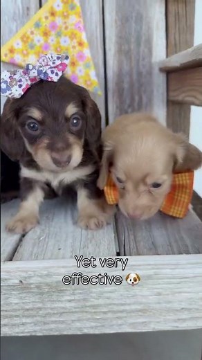 Meet the most stylish Dachshund puppies on Earth 💅🐾