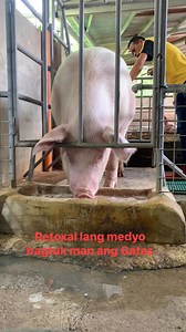 Lahat may paraan alamin lang mga ka hog Farming. #reelsviralシfb #reelschallenge #qualigold #Qualifeeds #tips #workers #farming #farminglife #tulongtulong | Lancekie Colonia Aresco Vlog
