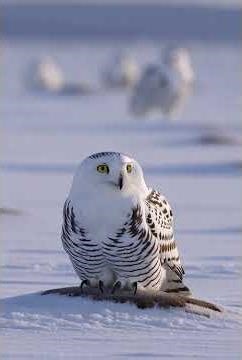 Ghost of the Winter Sky