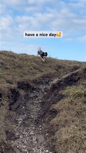 how do you feel today? #dog #puppy #cute #animals #free #love #life #shorts #nature #new #foryou