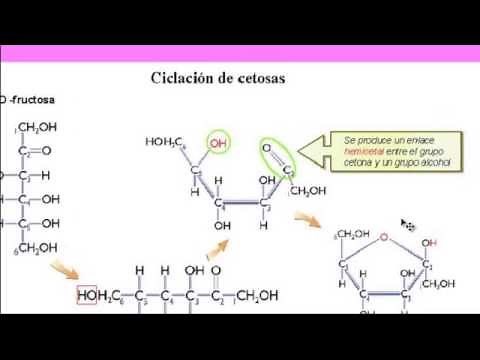 Bioquímica: Carbohidratos.