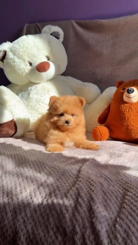 Adorable Pomapoo puppies show off their playful charm