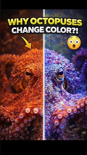 WHY OCTOPUSES CHANGE COLOR?!