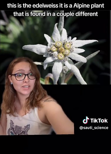 Exploring Edelweiss: The Iconic Alpine Flower