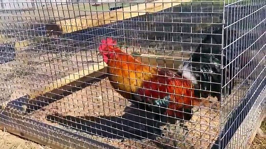 Jeremy Chandler "Pure Blue Face Hatch" Pair