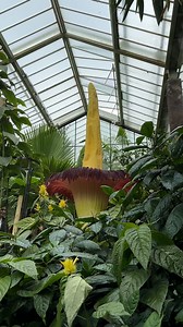 A rare titan arum – also know as “corpse flower” - has bloomed at London’s @kewgardens. The smell, often likened to rotten flesh, is meant to attract pollinators to the giant flower. Dozens of people queued up to catch a photo and a whiff, as the plant can take up to 12 years to flower but is usually in bloom for no longer than a day. #AFP 📱 Clara CHARLES #titanarum #kewgardens | AFP News Agency