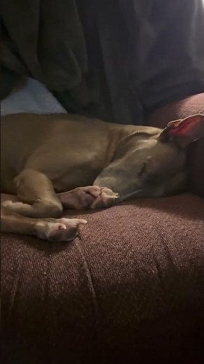 Dreaming of the rabbits again.