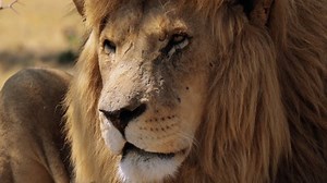 Close Lion Panthera Leo Kruger National Stock Footage Video (100% Royalty-free) 1096832511 | Shutterstock