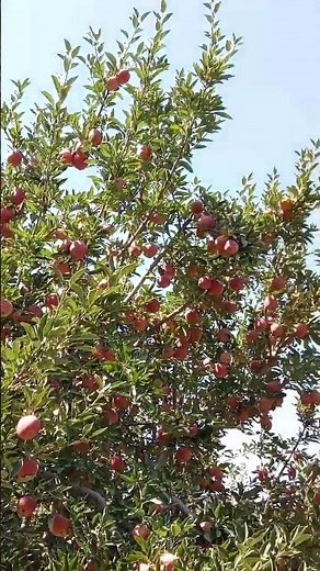Tree laden with red apples! Beautiful view|Fruit harvest season 🍎🌲premium grade apple from Pakistan