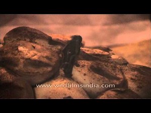 Python baby coming out of egg - Manas National Park