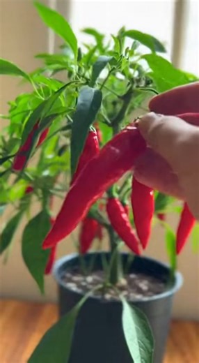 Cultiver du piment chez soi, même en pot facilement | Astuces et Recettes de folie