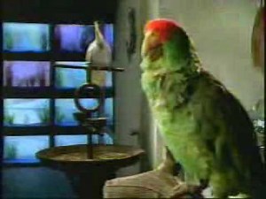 Budweiser commercial - Wassup Birds