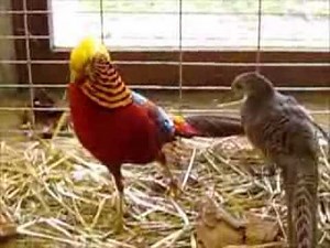 Goldfasan, Chrysolophus pictus, Faisan doré, Sausheim 2013