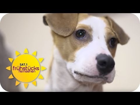 Frau rettet Hunden erst das Leben und soll diese nun wieder abgeben | SAT.1 Frühstücksfernsehen | TV