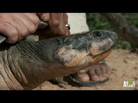 Massive Turtles Not as Slow as You Think | River Monsters