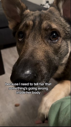 Intelligent disobedience from the POV of a cardiac and migraine alert & response service dog! Tap “full video” to see more of this smart cookie doing his job and getting his chicken heart in the end! #Cardiacalertdog #servicedog #workingdog #wlgsd #germanshepherd #dogtraining #ambulatorywheelchairuser #mcas #ehlersdanlossyndrome #pots | Demon.Dog.Duo