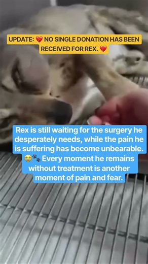 🚨 💔 HEARTBREAKING UPDATE: NO SINGLE DONATION HAS BEEN RECEIVED FOR REX! 💔 🚨…..