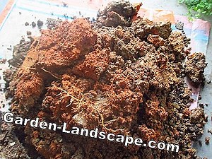 Care of the garden: Palm earth - composition and mix by yourself | 2025