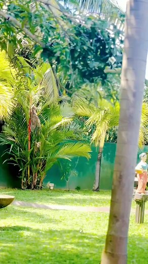 3.5K views · 69 reactions |  Sri Lankan Van Pisso SLVP #slvp #slvpmember | Sri Lankan Van Pisso SLVP | Facebook