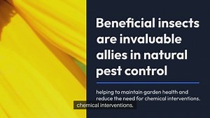 Beneficial Insects Natural Pest Control Helpers