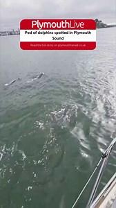 Incredible videos capture a pod of dolphins splashing playfully alongside a boat in Plymouth Sound this morning (June, 16) | Plymouth Live