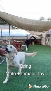 What can our mobility dogs do ….. here are some of the tasks for the little helpers. From the dog file ......... Important Links and Information 1. How to get a service dog - Process to get a service dog https://msarservicedogs.com/the-process-to-get-a-service.../ 2. Need to board your dog or get training for behaviourial issues Board and Train https://msarservicedogs.com/msar-board-train/ 3. Turn your dog into a service dog - Owner Trainer Program https://msarservicedogs.com/owner-trainer-progr