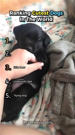 Ranking Cutest Dogs In The World! #shorts