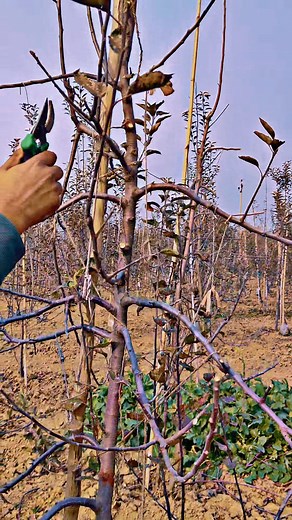 105K views · 830 reactions | Mm111 training and pruning by ganie amir techniques #highlight | Amir Rashid Ganie | Facebook