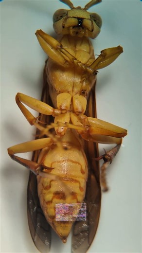 Yellow Wasp Under Microscope – You Won’t Believe How It Looks!