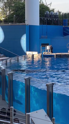 293K views · 2.3K reactions | Just beautiful! #orca #whales #Amazing #rescue #seaworld #orlando | Travisandcousins | Facebook